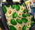 Avocado Pattern Print Design AC010 Rear Dog  Seat Cover