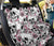 Cherry Blossom Pattern Print Design CB03 Rear Dog  Seat Cover